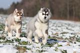 SIBERIAN HUSKY 255